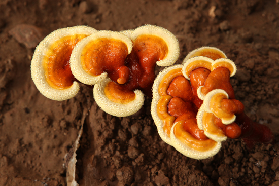 專(zhuān)題報(bào)道