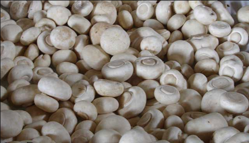 圖片關鍵詞 http://www.mushroommarket.net/file/upload/202002/21/10-39-45-30-283825.png