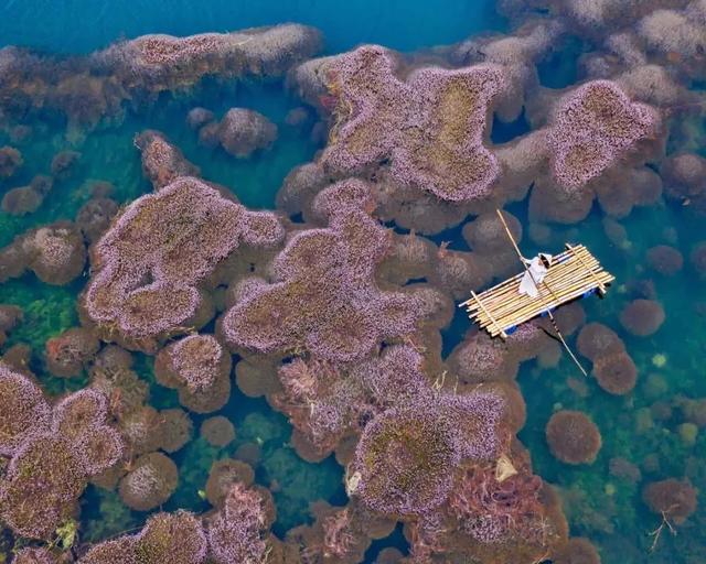 國家蘑菇地理：中國哪里的蘑菇最好吃？