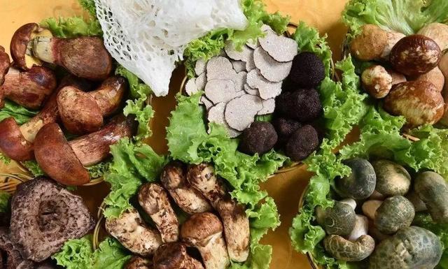 國家蘑菇地理：中國哪里的蘑菇最好吃？