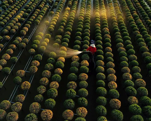 國家蘑菇地理：中國哪里的蘑菇最好吃？