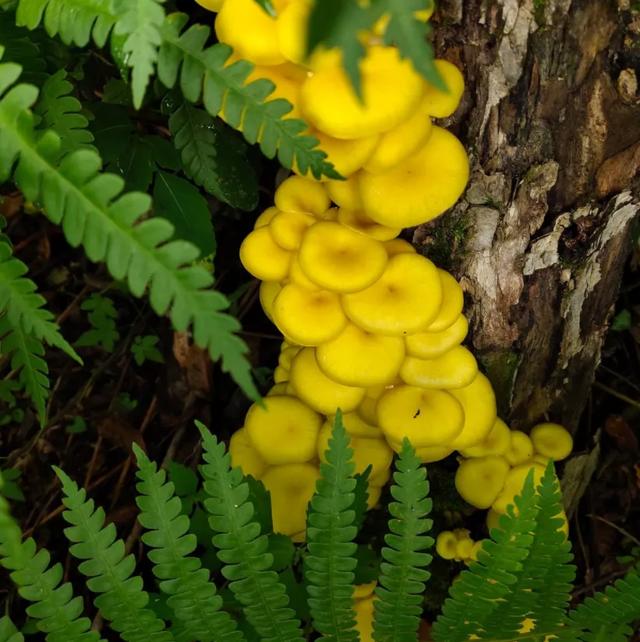 國家蘑菇地理：中國哪里的蘑菇最好吃？