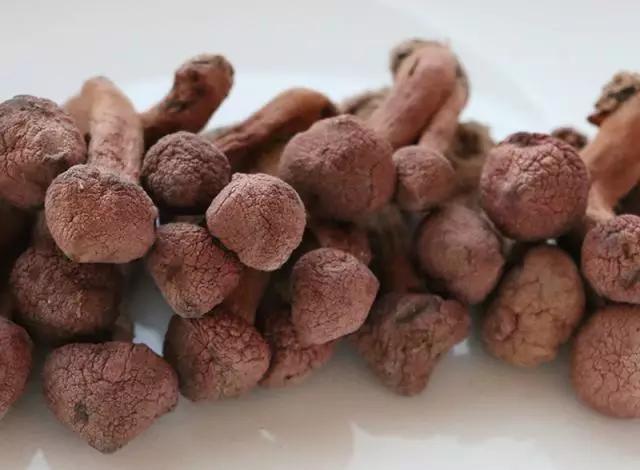 國家蘑菇地理：中國哪里的蘑菇最好吃？