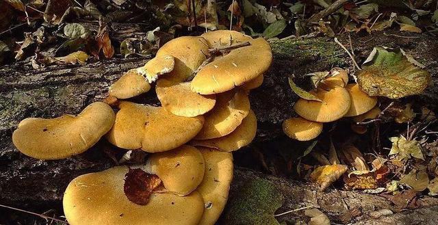 國家蘑菇地理：中國哪里的蘑菇最好吃？