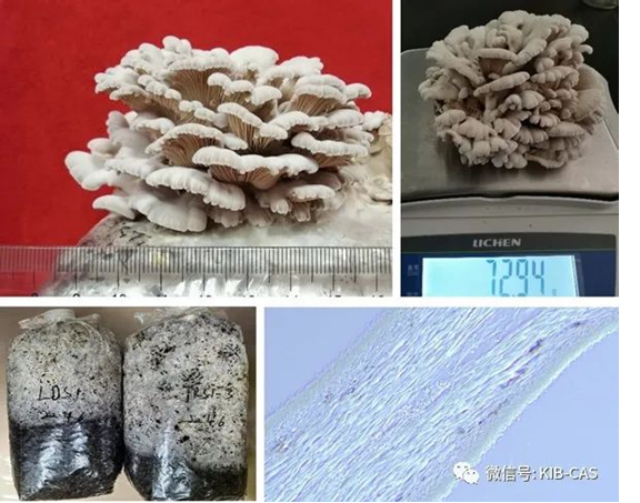 圖片關鍵詞 圖片關鍵詞